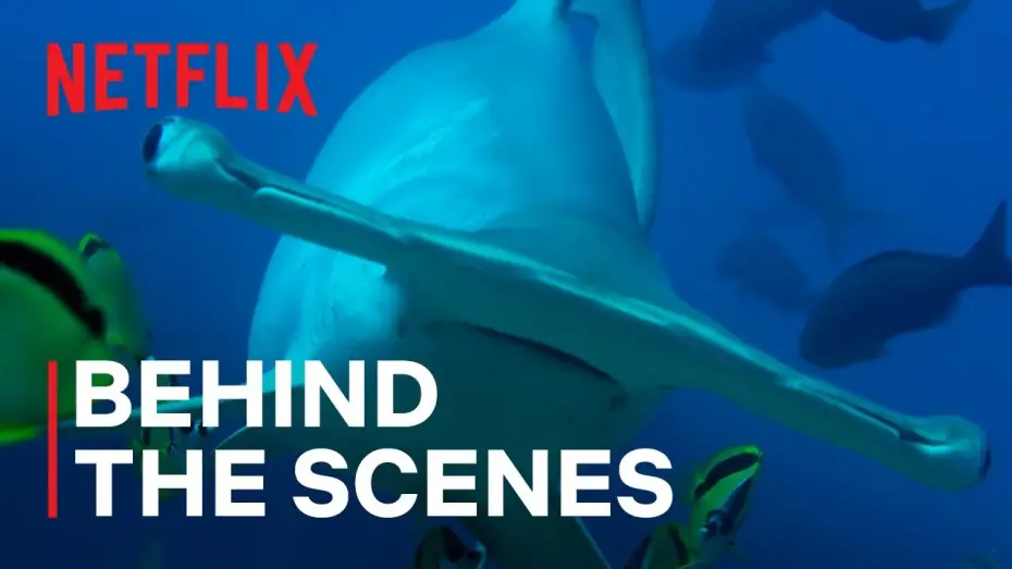 Відео до серіалу Наш живий світ — Hammerhead Sharks