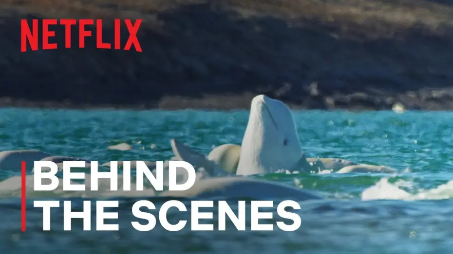 Відео до серіалу Наші океани — Underwater World of Beluga Whales