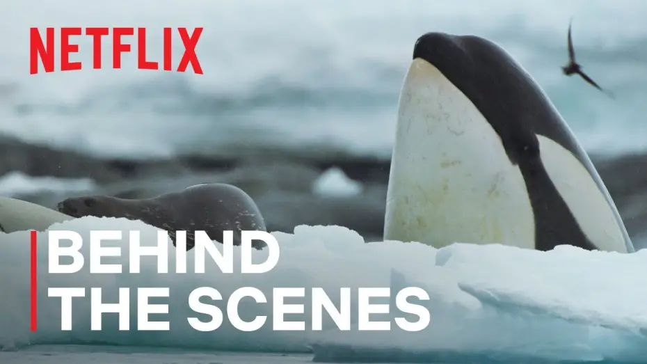 Відео до серіалу Наші океани — Killer Whale Showdown