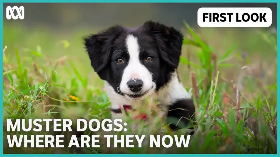 Видео к сериалу Muster Dogs: Where Are They Now — Muster Dogs: Where Are They Now | ABC TV