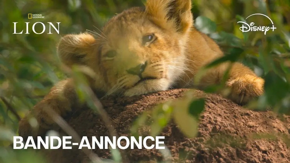 Відео до серіалу Lion — Lion - Bande-annonce officielle (VF) l Disney+