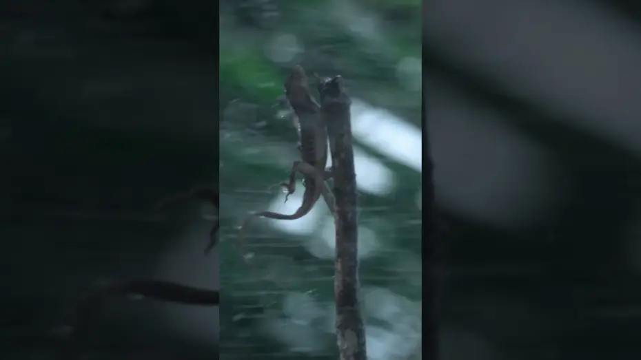 Відео до серіалу Force of Nature — Tiny Lizards Battle Nature's Fierce Winds | Force of Nature