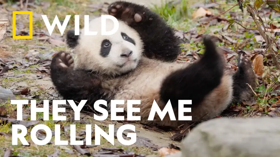Відео до серіалу Panda School — Mastering the Art of the Roly-Poly | Panda School | National Geographic WILD UK