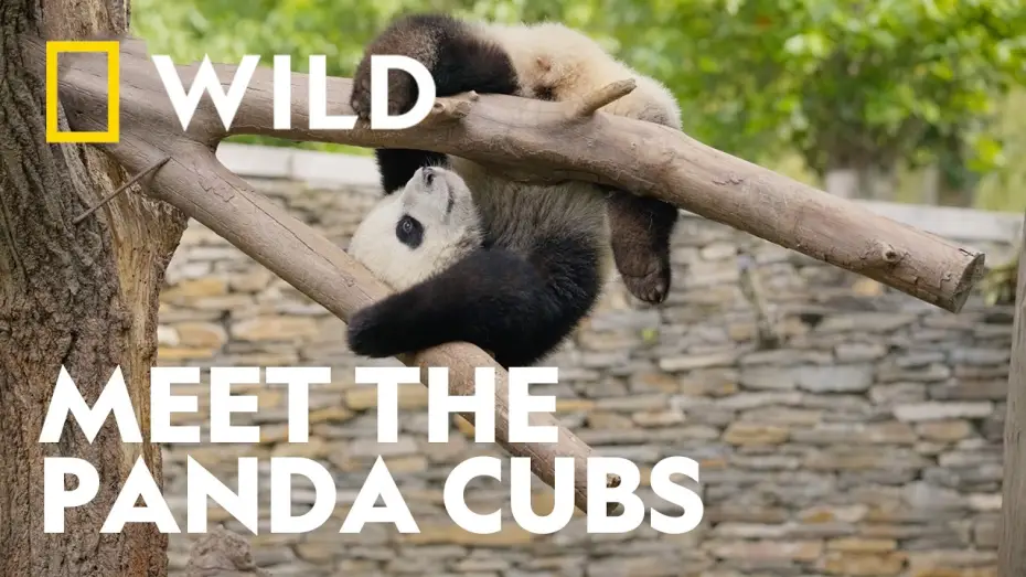 Відео до серіалу Panda School — Meet The World's Cutest Students | Panda School | National Geographic WILD UK