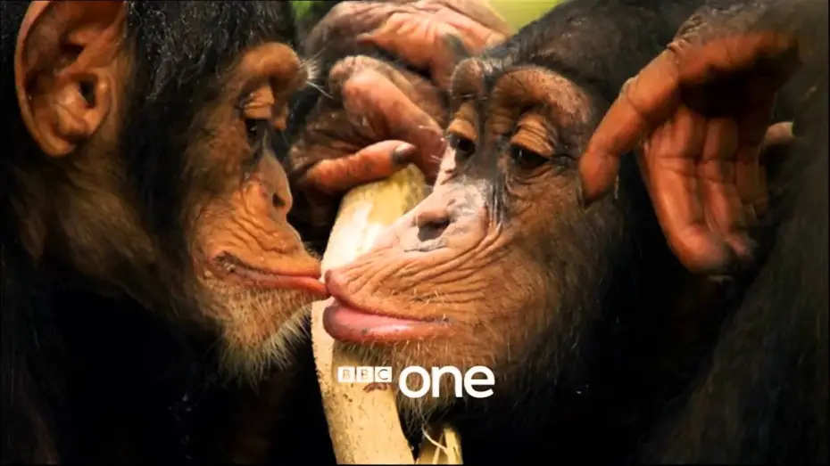 Відео до серіалу Історія життя — Life Story with David Attenborough: Trailer - BBC One