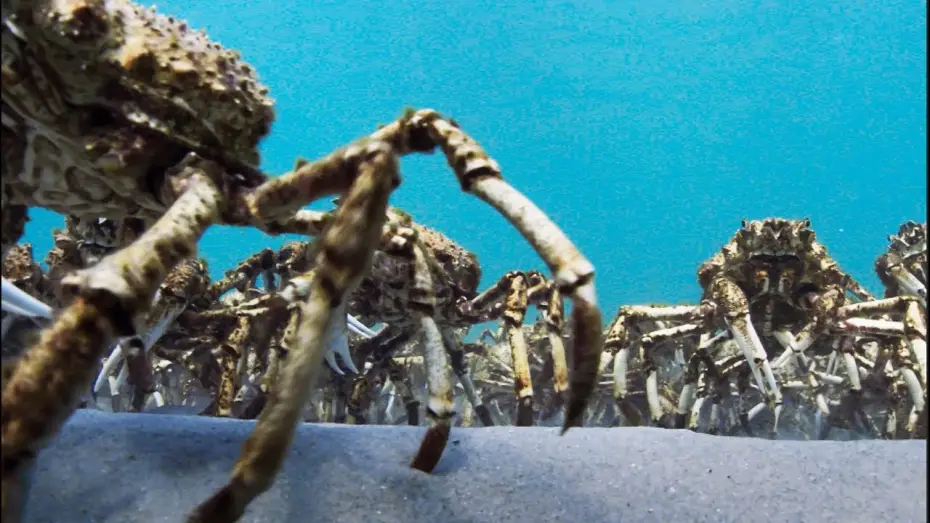 Видео к сериалу Планета Земля II — Army Of Spider Crabs Shed Their Shells | Blue Planet II