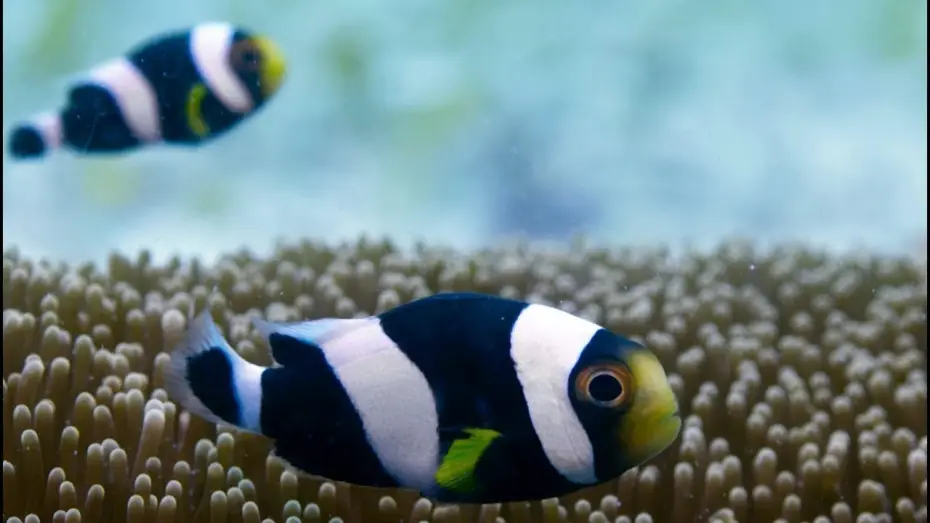 Видео к сериалу Планета Земля II — Incredible Teamwork From Little Clownfish | Blue Planet II