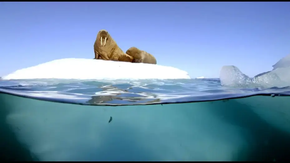 Видео к сериалу Планета Земля II — Filming Walrus With The Megadome | Blue Planet II | Behind The Scenes
