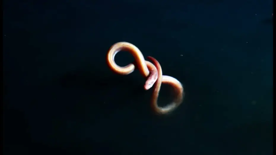 Видео к сериалу Планета Земля II — Eel Suffers Toxic Shock From Brine Pool | Blue Planet II