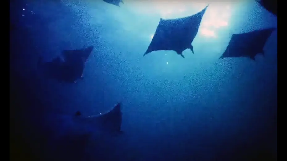 Видео к сериалу Планета Земля II — Filming Hundreds Of Mobula Rays At Night | Blue Planet II Behind The Scenes