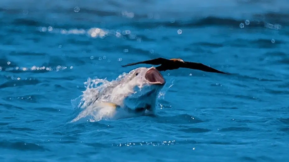 Видео к сериалу Планета Земля II — Bird vs Fish | Blue Planet II