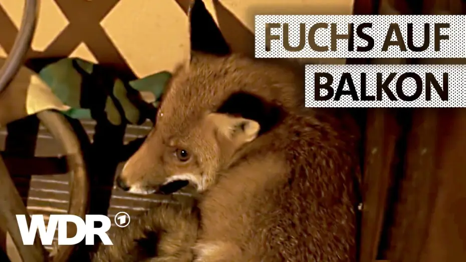 Відео до серіалу Feuer & Flamme — Feuer & Flamme | Fuchs auf einem Balkon | WDR