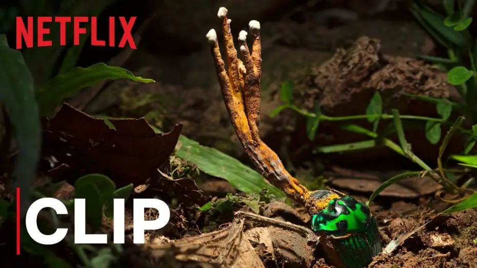 Відео до серіалу Наша планета — Our Planet | Fungus | Clip | Netflix