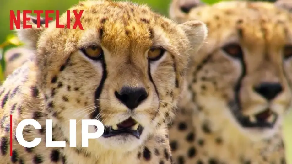 Відео до серіалу Наша планета — Our Planet | Cheetah Hunt | Clip | Netflix