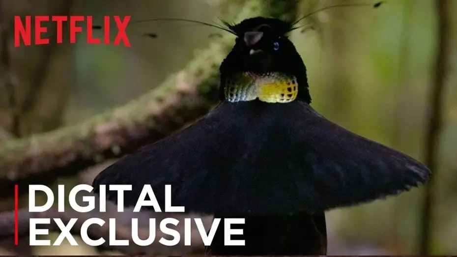 Відео до серіалу Наша планета — Our Planet | Birds Of Paradise | Exclusive Clip | Netflix