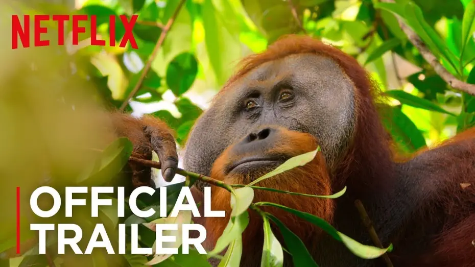 Відео до серіалу Наша планета — Our Planet | Official Teaser [HD] | Netflix