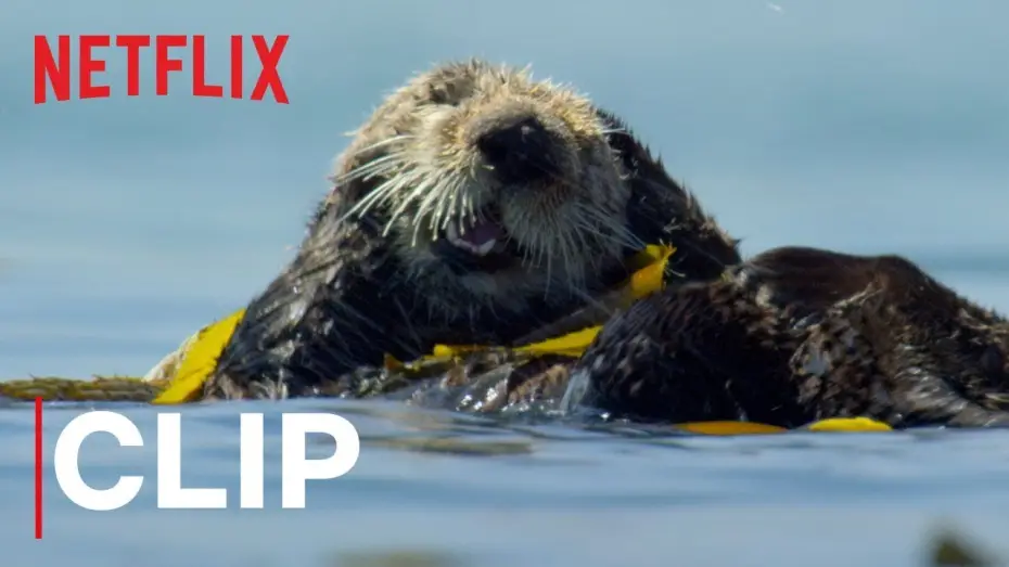 Відео до серіалу Наша планета — Our Planet | Otters | Clip | Netflix