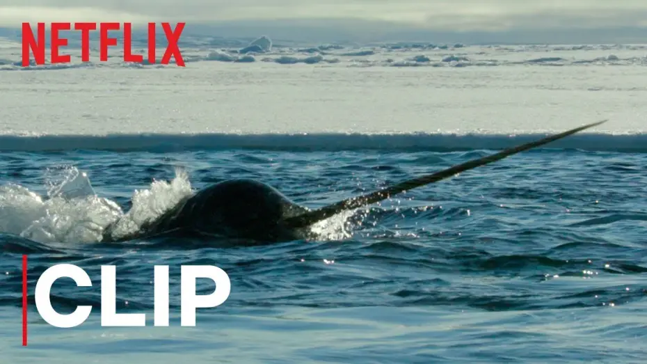 Відео до серіалу Наша планета — Our Planet | Narwhals | Clip | Netflix