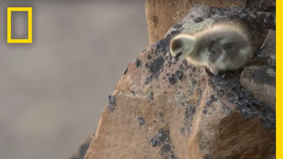 Відео до серіалу Неприязна планета — Arctic Geese Chicks Jump Off Cliff to Survive | Hostile Planet