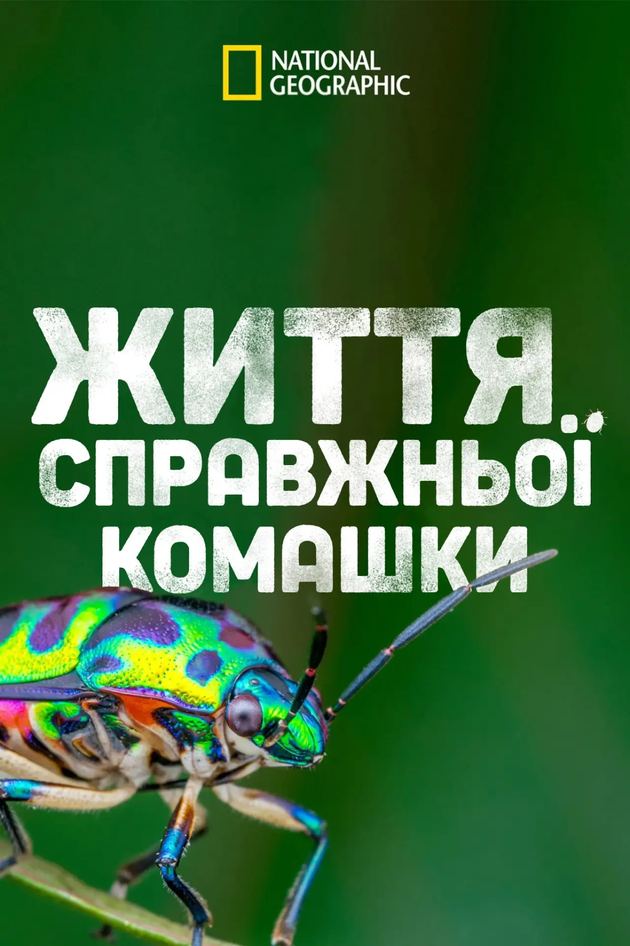 Постер до серіалу "Справжнє життя комах"