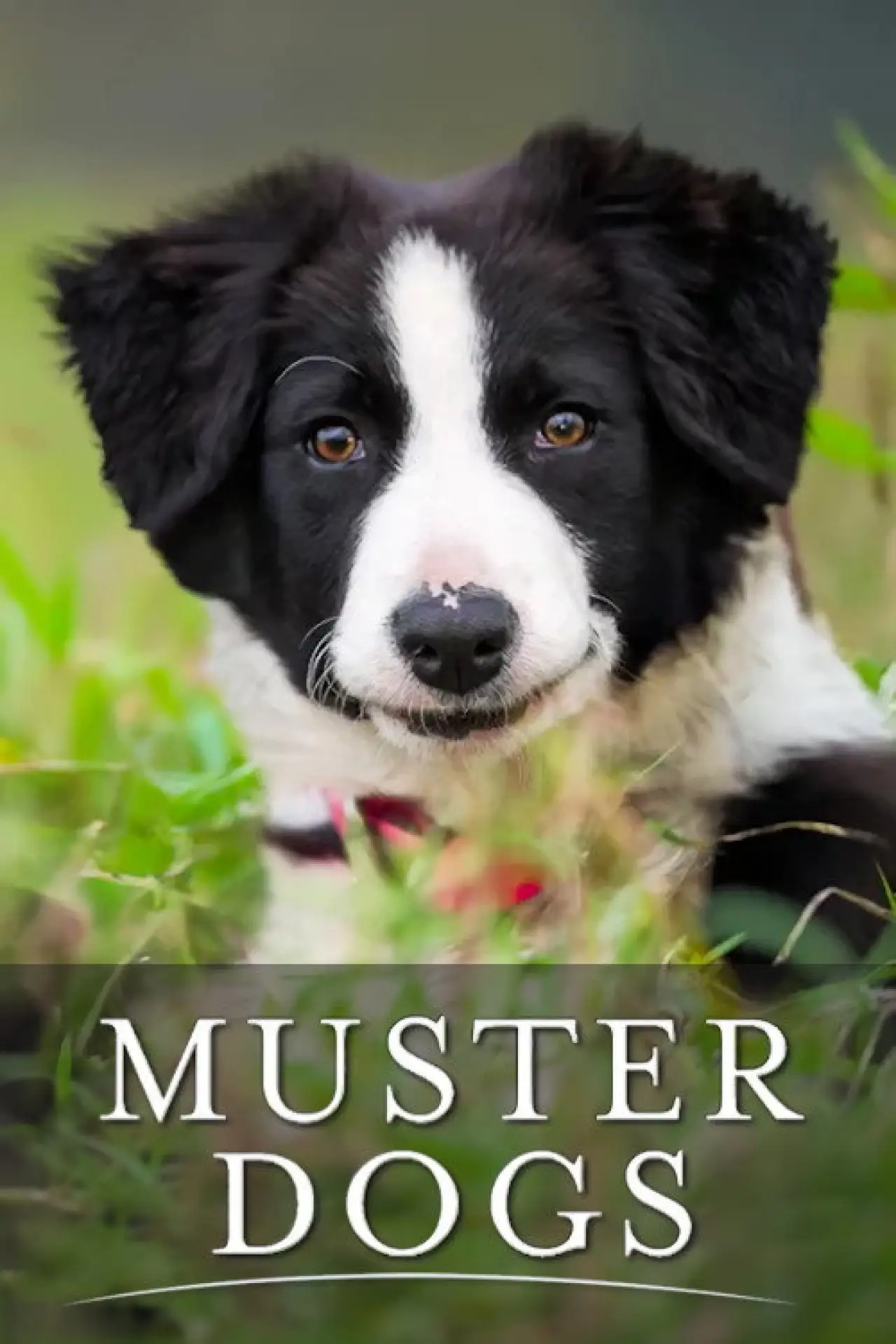 Постер до серіалу "Muster Dogs"