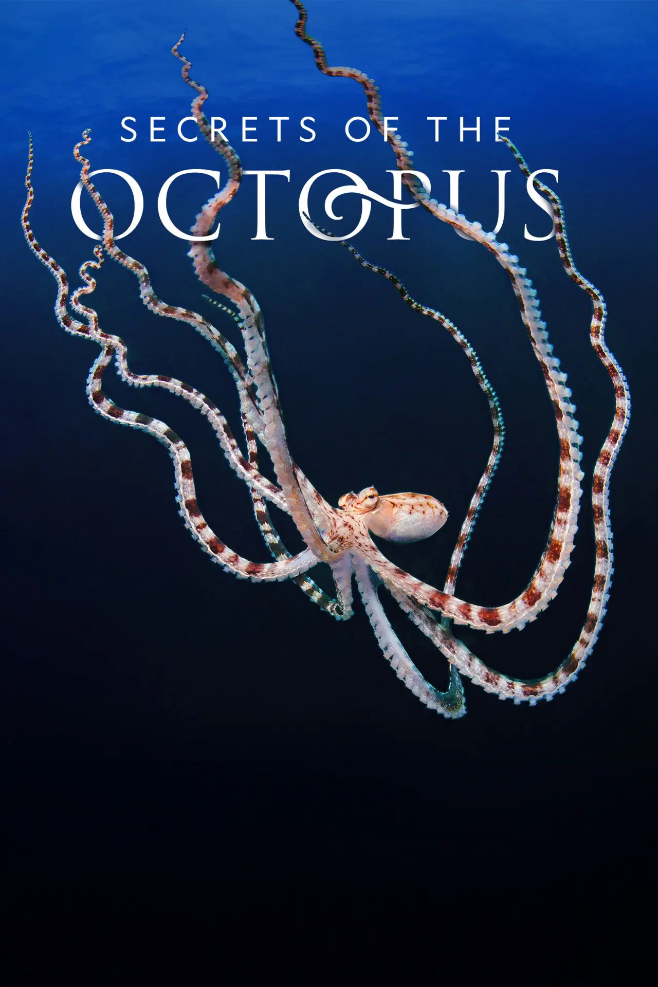 Постер до серіалу "Secrets of the Octopus"
