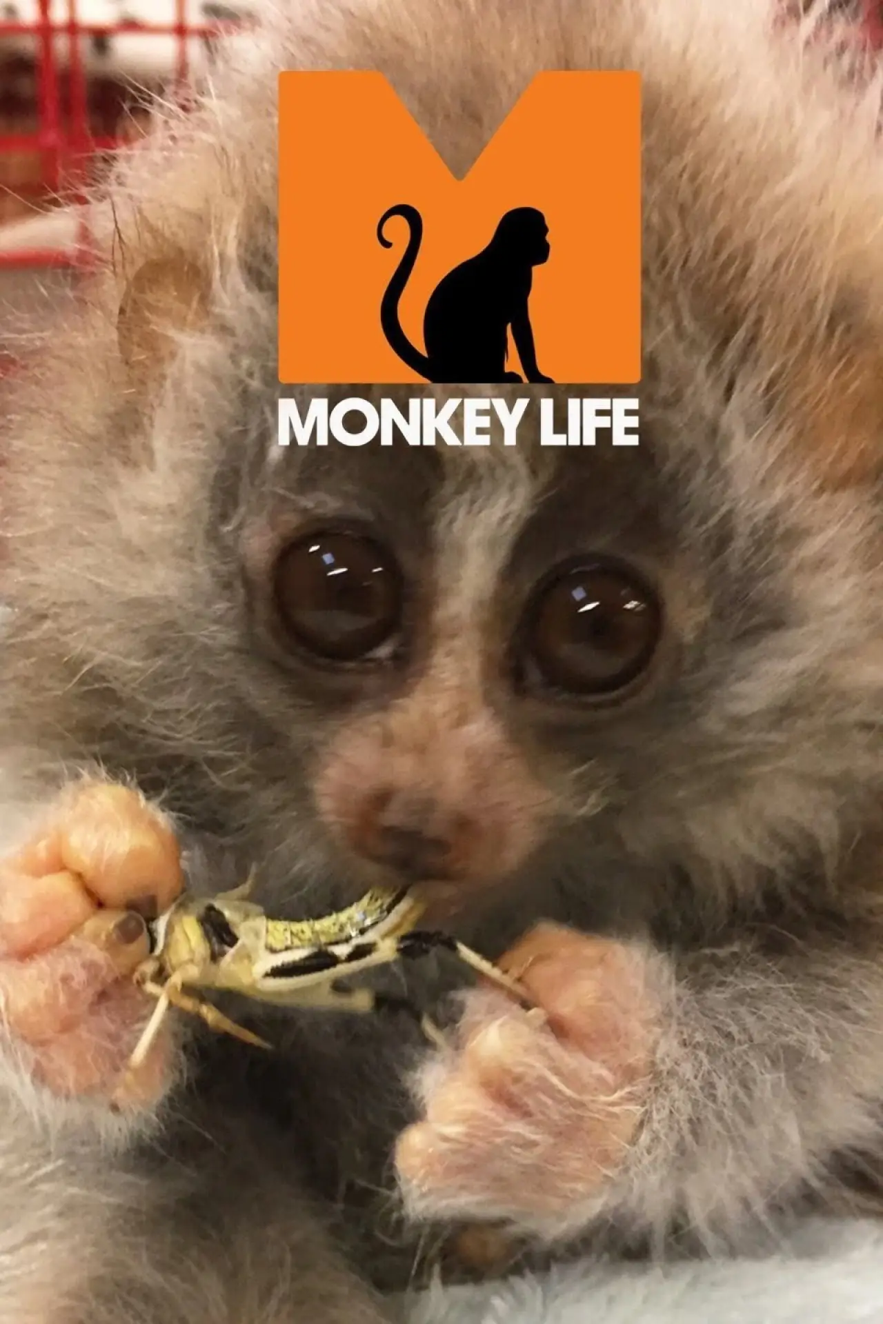 Постер до серіалу "Monkey Life"