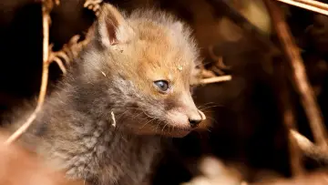 Задник до серіалу "Springwatch" #1395959