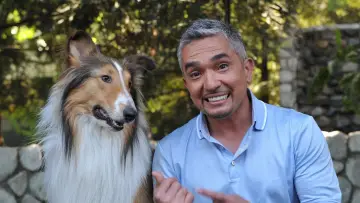 Задник до серіалу "Dog Whisperer" #1444528