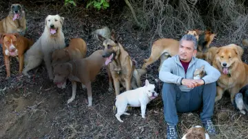 Задник до серіалу "Dog Whisperer" #1444531