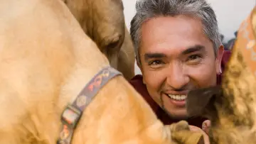 Задник до серіалу "Dog Whisperer" #1444532