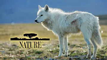 Задник к сериалу "Природа" #1293941