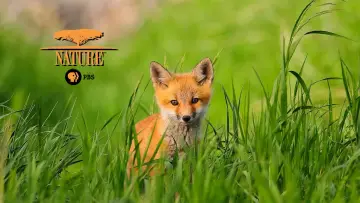 Задник к сериалу "Природа" #1293962
