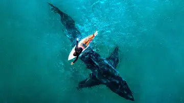 Задник до серіалу "Shark Week" #1362266