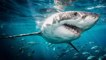 Задник до серіалу "Shark Week" #1362298