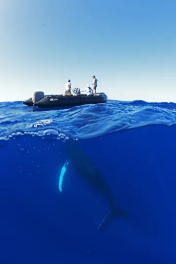 Постер до серіалу "OceanXplorers" #1562689