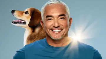 Задник до серіалу "Cesar Millan: Better Human, Better Dog" #1488566