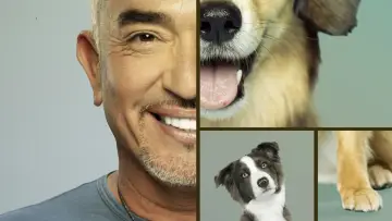 Задник до серіалу "Cesar Millan: Better Human, Better Dog" #1488568