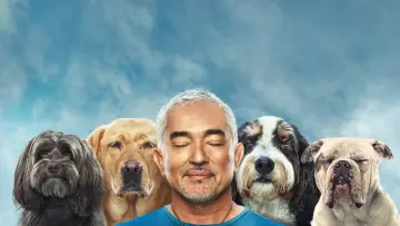 Задник до серіалу "Cesar Millan: Better Human, Better Dog" #1488569