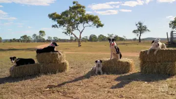 Задник до серіалу "Muster Dogs" #1609037