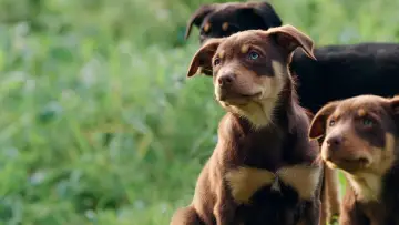 Задник до серіалу "Muster Dogs" #1609041