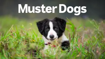 Задник до серіалу "Muster Dogs" #1609047