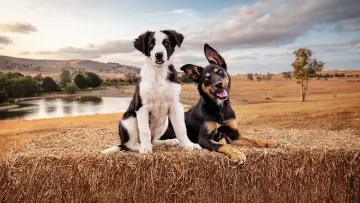 Задник до серіалу "Muster Dogs" #1609051