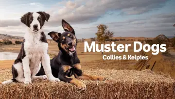 Задник до серіалу "Muster Dogs" #1609052