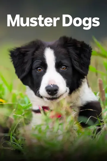 Постер до серіалу "Muster Dogs" #1609063