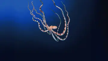 Задник до серіалу "Secrets of the Octopus" #1805941