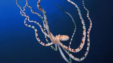 Задник до серіалу "Secrets of the Octopus" #1805942