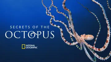 Задник до серіалу "Secrets of the Octopus" #1805944