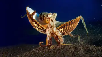 Задник до серіалу "Secrets of the Octopus" #1805945