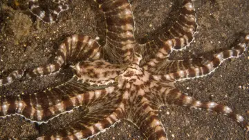 Задник до серіалу "Secrets of the Octopus" #1805946